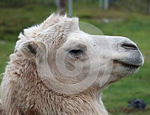 White camel close-up. African animal