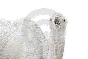 White camel cry isolated on white background