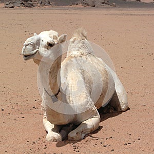 White Camel in the desert