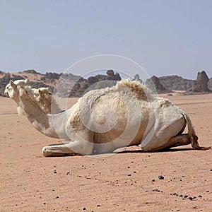 White Camel in the desert