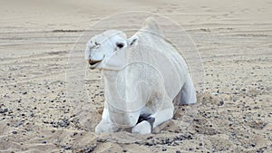 A white camel, dromedary eats chews while relaxing laying in the sand.