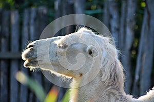 White camel
