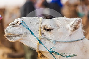 White camel head in profile