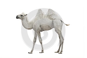 White camel isolated