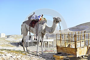 White camel in the Israeli desert