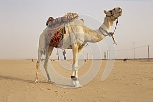 White Camel in the kuwait desert