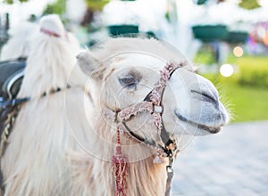 White Camel, Wadi Rum white camel