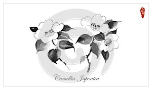 White camelia flowers on white background. Traditional Japanese ink wash painting sumi-e.