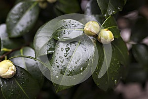 White Camellia Angela Cocchi Camellia japonica with green Leaves. View of a beautiful white Camellia Flower