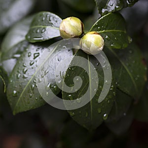 White Camellia Angela Cocchi Camellia japonica with green Leaves. View of a beautiful white Camellia Flower