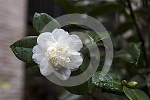 White Camellia Angela Cocchi Camellia japonica with green Leaves. View of a beautiful white Camellia Flower