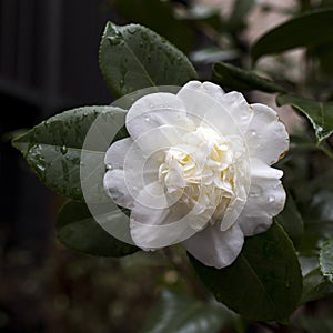White Camellia Angela Cocchi Camellia japonica with green Leaves. View of a beautiful white Camellia Flower