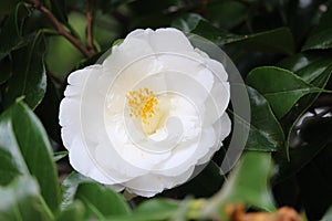 White Camellia bloom