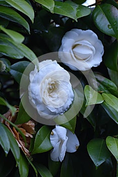 White camellia flowers.