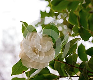 White Camellia flowers, Camelia japonica