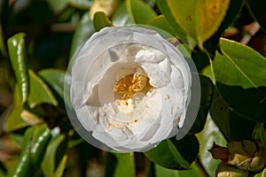 White camellia in the garden of the Areeiro Phytopathological Station in Pontevedra, Spain photo