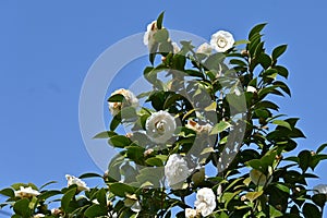 White camellia japonica flowers.