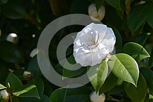 White camellia japonica flowers.