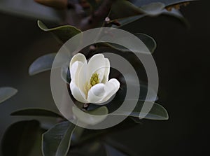 White camellia, japonica, in full bloom with blue sky background