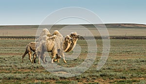White camels in the steppe
