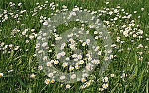 White camomile bloom on the field