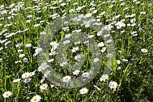 White Camomile blooming in the garden.