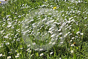 White Camomile blooming in the garden.