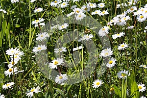 White Camomile blooming in the garden.