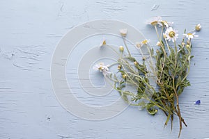 White camomile bouquet on a blue wooden background.