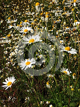 White camomile field