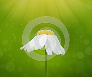White camomile flower on abstract green card. Floral blossoms background
