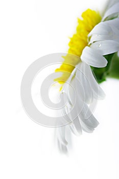 White camomile flower close-up