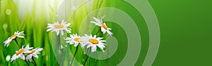 White camomile flower on grass horizontal background