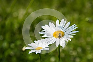 White camomile flowers