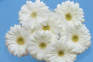 White camomile flowers on a blue background.