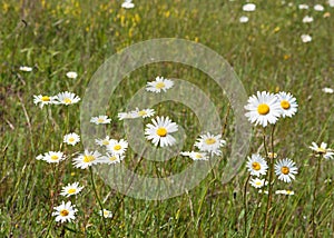 White camomile flowers on glade