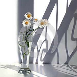 White camomile flowers in a glass vase with water on a white background in sunlight and curves shadows