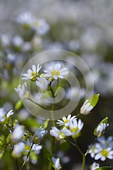 White camomile flowers on meadow