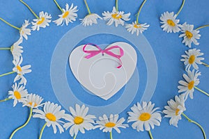 White camomiles on a blue background