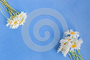 White camomiles on a blue background