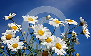 White camomiles on blue sky background