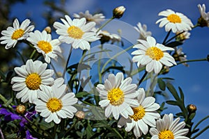 White camomiles on blue sky background