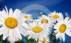 White camomiles on blue sky