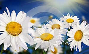 White camomiles on blue sky