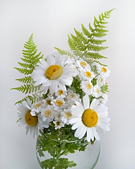 Bouquet of daisies on a white background