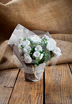 White Campanula terry flowers in paper packaging