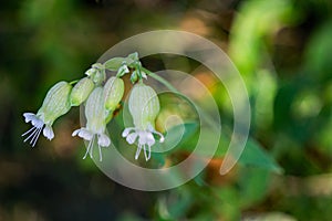 White Campion Ã¢â¬â Silene latifolia photo