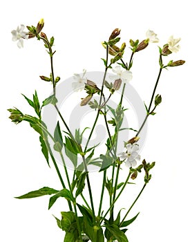 White campion flower photo