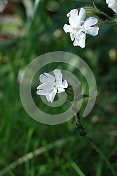 White campion (Silene latifolia) with Aphid infestation