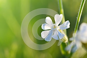 White campion  Silene latifolia  or Melandrium album closeup.